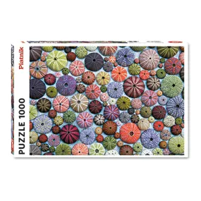 Sea Urchins -  1000pcs