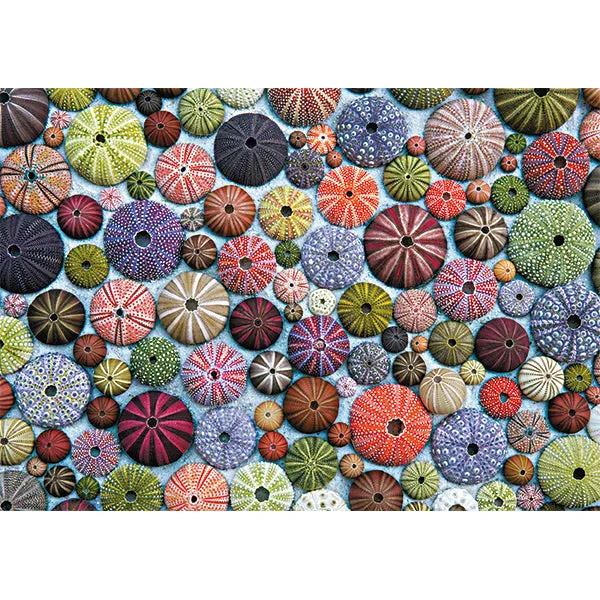 Sea Urchins -  1000pcs